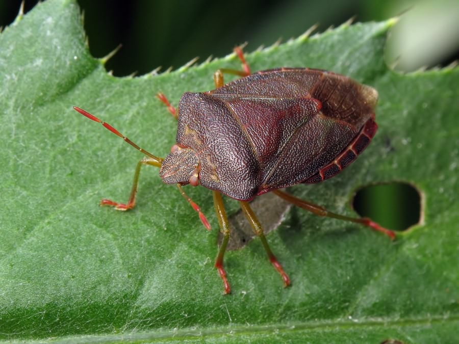 Palomena prasina (Linnaeus, 1761)